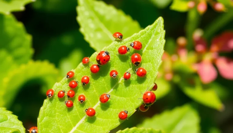 tiny red insects