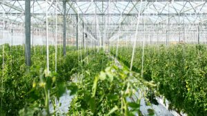 Building a Successful Greenhouse in Illinois