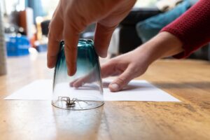 How to Get Rid of Spiders: Effective Spider Control Tips for Calgary Homes